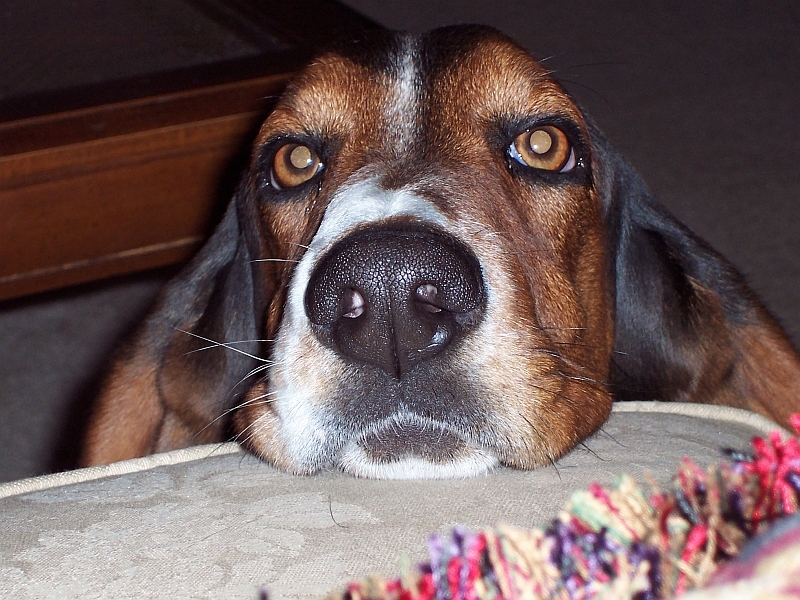 Bosley