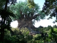 Tree of Life