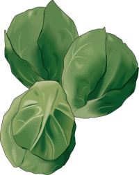 Brussels Sprouts