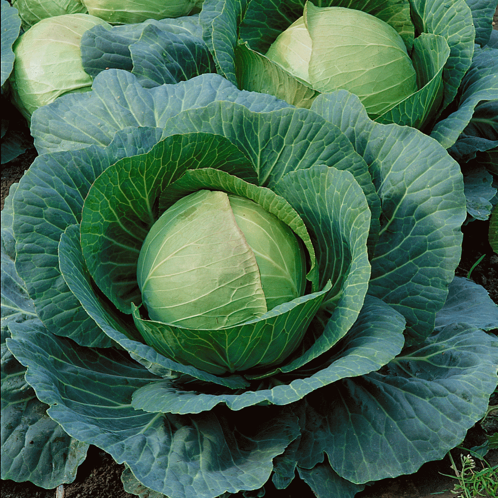 Cabbage