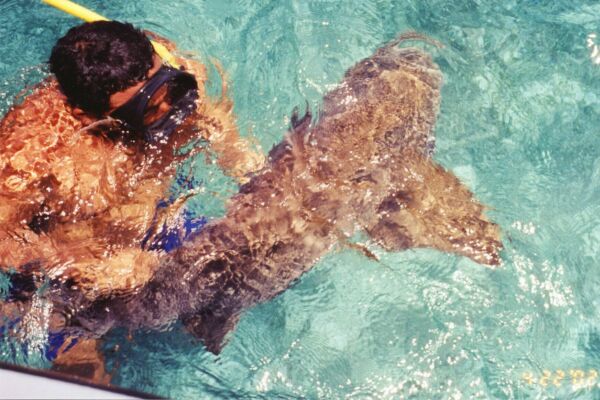 Shark