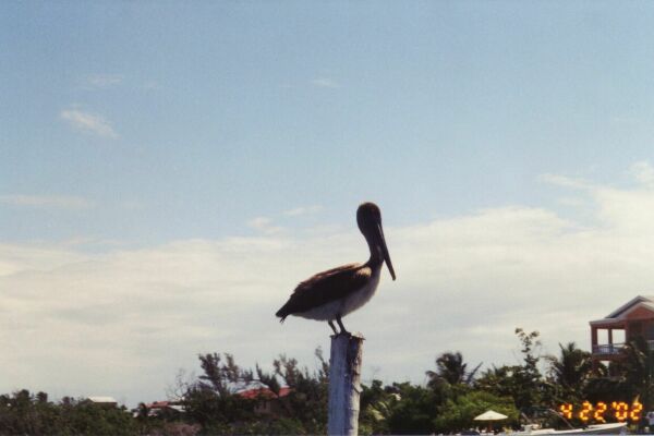 Pelican