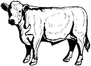 Salisbury Steak